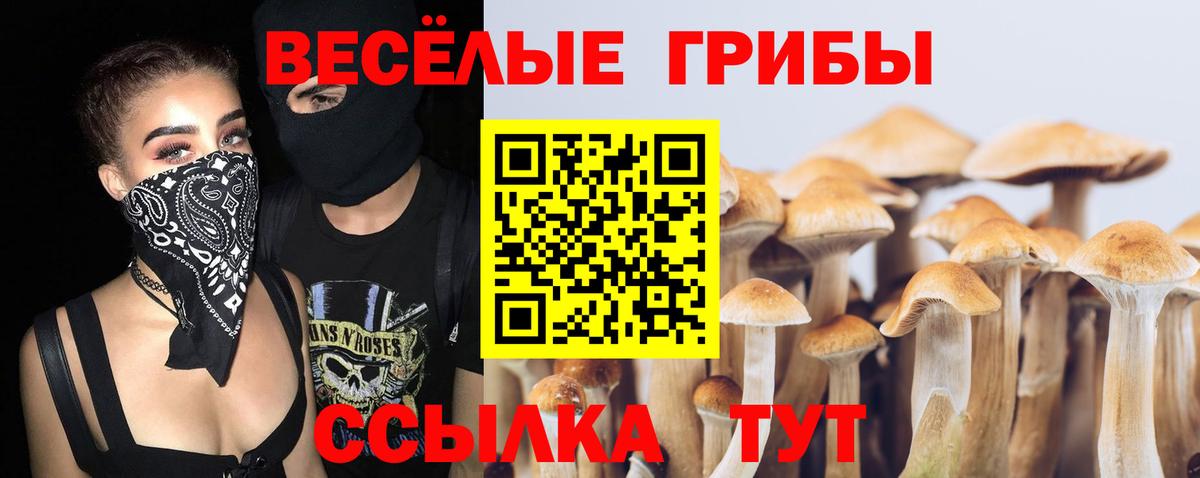Псилоцибиновые грибы Psilocybe Новочеркасск